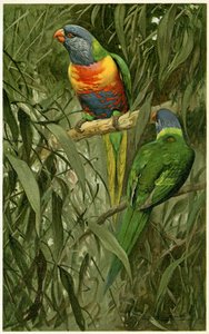 A Pair of Rainbow Lorikeets, 1890 (kromolitográfia)